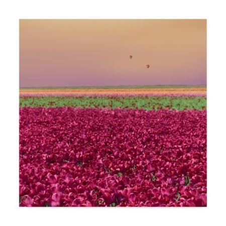 Cora Niele 'Carmine Tulip Field' Canvas Art,35x35